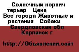 Солнечный норвич терьер › Цена ­ 35 000 - Все города Животные и растения » Собаки   . Свердловская обл.,Карпинск г.